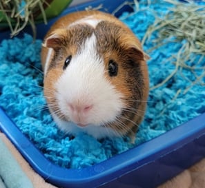 Guinea Pig from Ensure Pet Care — help build Silver Spring's small pet sanctuary today.