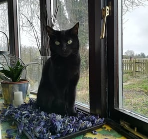 Olivia sitting in a tray of dried flower heads on the window sill