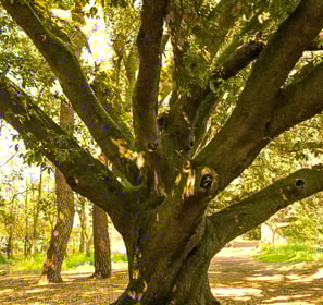 Vieil arbre