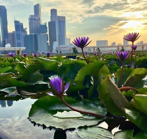 Singapore skyline with lotus flowers - symbolizing mindfulness and leadership