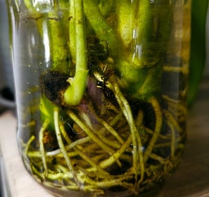 Aglaonema Maria Stem Cuttings Rooting In Water