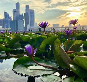 Singapore skyline with lotus flowers - symbolizing mindfulness and leadership