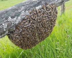 essaim d'abeille