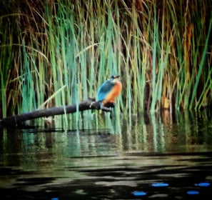 Eisvogel am Schluchsee