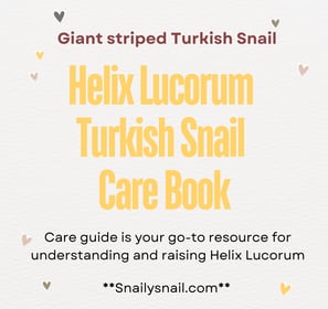 Helix lucorum Turkish Snail Care Guide