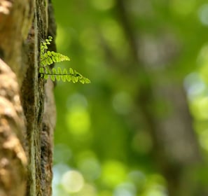 Engagement, inclusion, and compassion