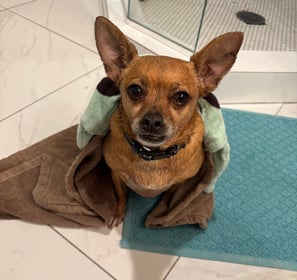 Dog getting a bath from coming in from the garden