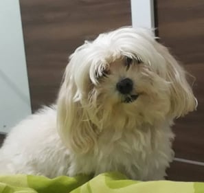 1002 - Bolota/ maltês fugiu Limeira 02/2025 / tem 12 anos / contato 19-99797.0803