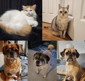 Calm pets at home with house sitting in Silver Spring – Ensure Pet Care overnight care.