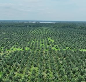 finca de cultivo de palma realizada con drone en Cesar Colombia