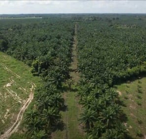 finca de cultivo de palma realizada con drone en Cesar Colombia