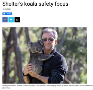 Shelter's Koala Safety Focus