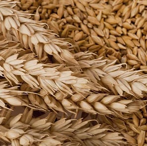 a bunch of wheat ears are shown in this image hamer candy