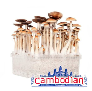 Cambodian Magic mushrooms