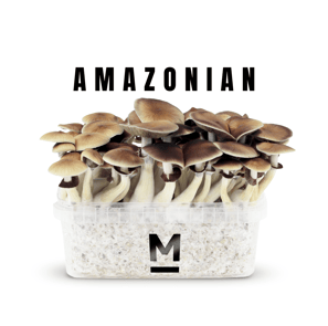 Amazonian Mushrooms