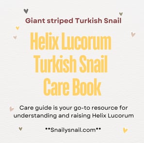 Snail Care Guide - Helix Lucorum Turkish Snail