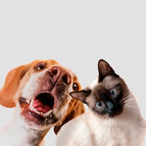 pet-photo