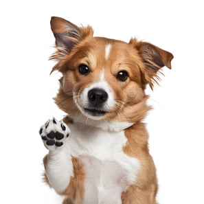 Filipino-Photo-Editor-Pet