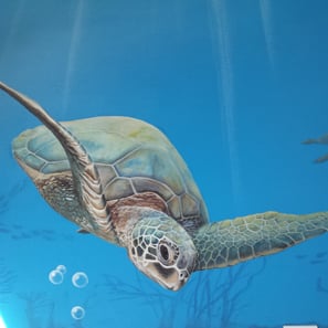 Détail d'une fresque de chambre d'enfant: une tortue de mer nage dans les fonds marins. Orgelet, 39.