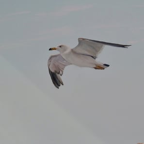 Détail d'une peinture décorative: une mouette vole au dessus de la mer. Jura, 39.