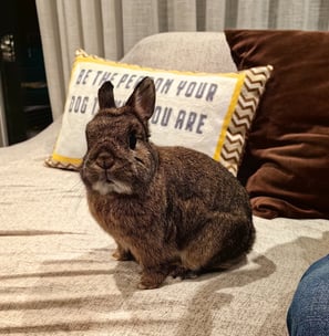 Photo of Joey, a Netherland Dwarf rabbit
