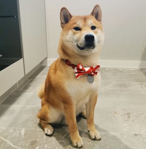 Photo of Kobe, a Shiba Inu