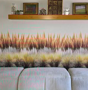 Pampas Grass