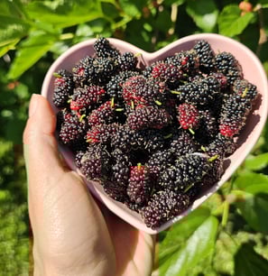 Amoras frescas ricas em antioxidantes para uma alimentação saudável e natural
