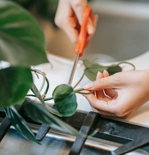 pruning houseplant with scissors