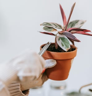 Pruning a Calathea plant with thick protective gloves