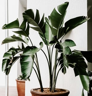 Natural leaf splits in a Bird of Paradise plants