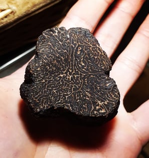 une truffe d'hiver (tuber melanosporum)