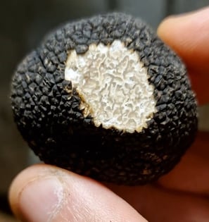 une truffe d'été (tuber aestivum)
