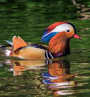 A drake Mandarin Duck in Regent's Park.