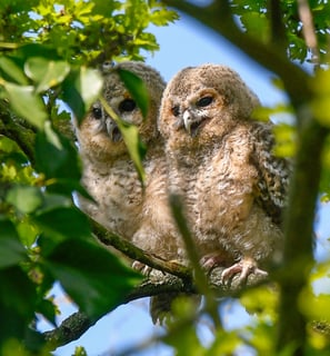 Two Tawny Owlets in Regent's Park.