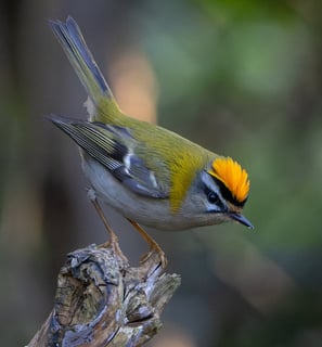 A displaying male Common Firecrest in Regent's Park.