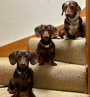 Chief Cuddle Officers - Dachshunds
