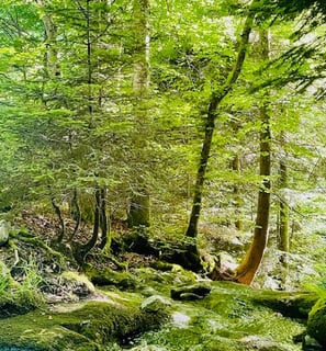 Promenades dans la foret.