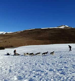 Chien de traineaux - hautes-pyrenees