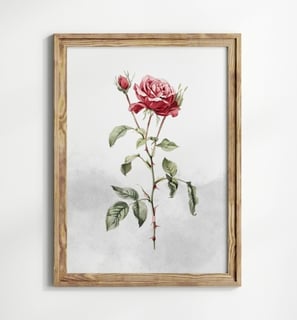 rose