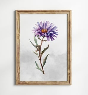 aster