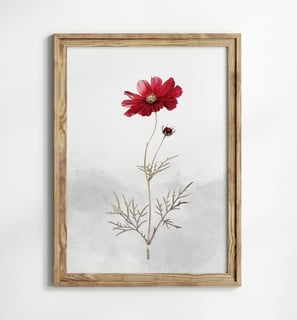 cosmos