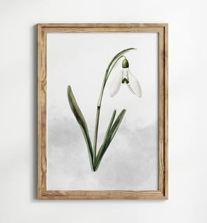 perce-neige