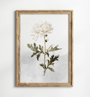 chrysantheme