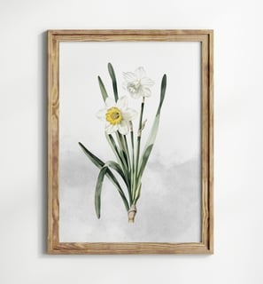 narcisse-paperwhite