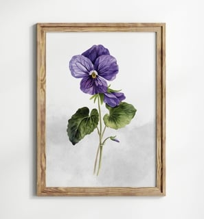 violette