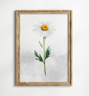 marguerite