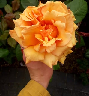 Martina holding a large yellow rose in Lisbon, Portugal.