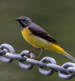 A male Grey Wagtail in Regent's Park.