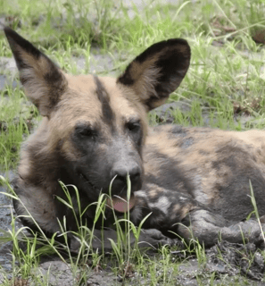 Photo of an African dog with a link leading to YouTube